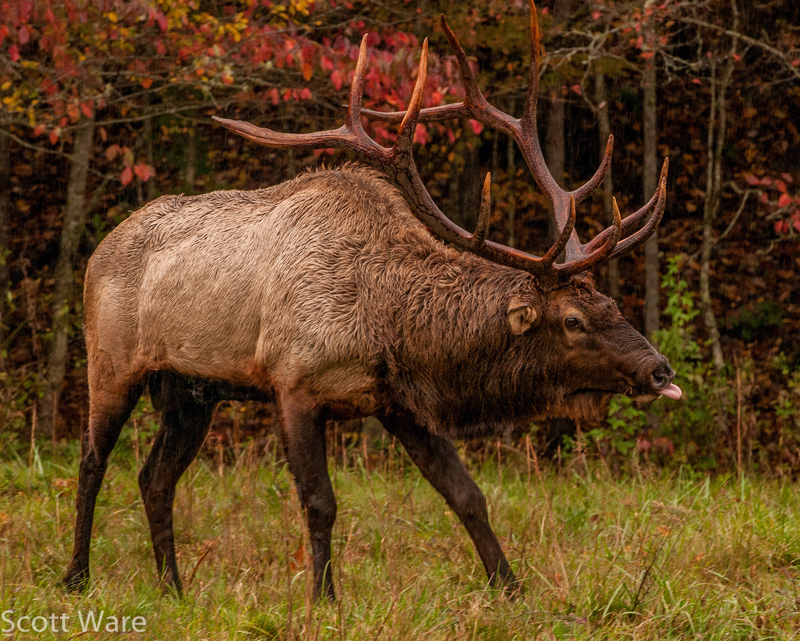Elk