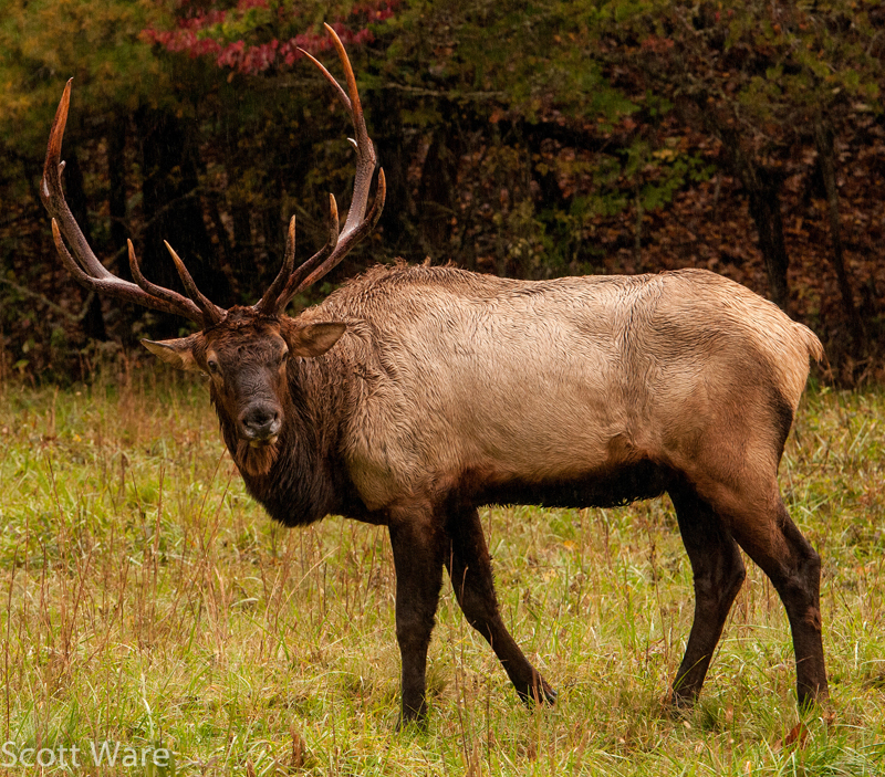 Elk