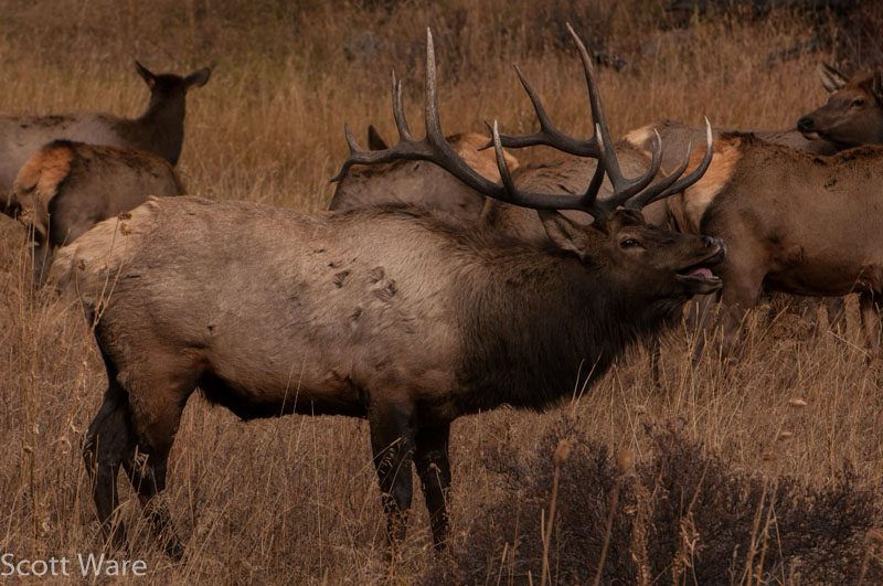 Elk