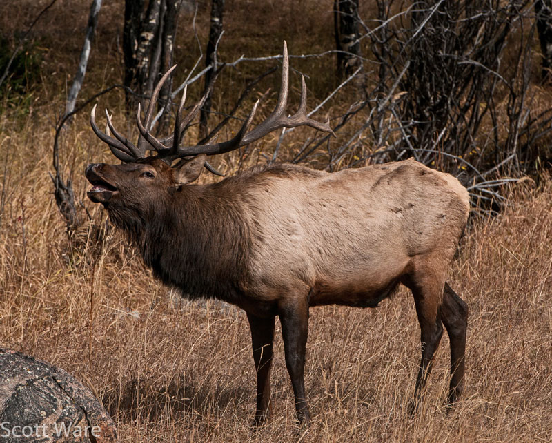 Elk
