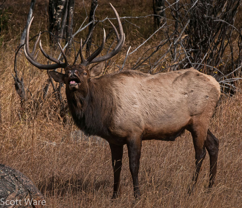 Elk