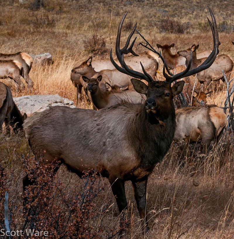 Elk