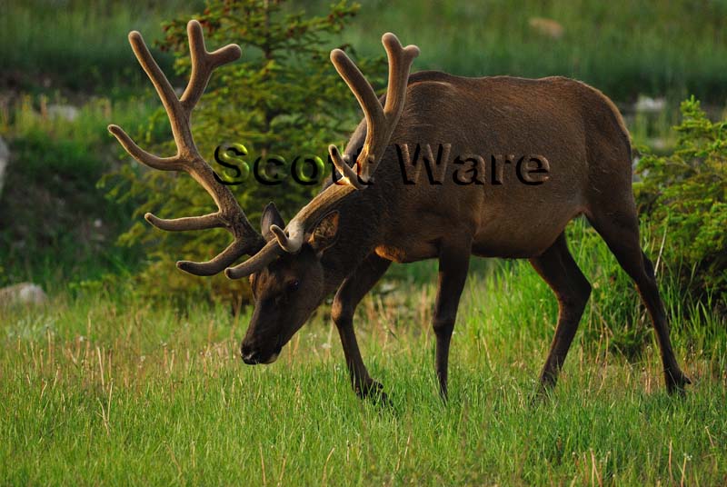 Elk