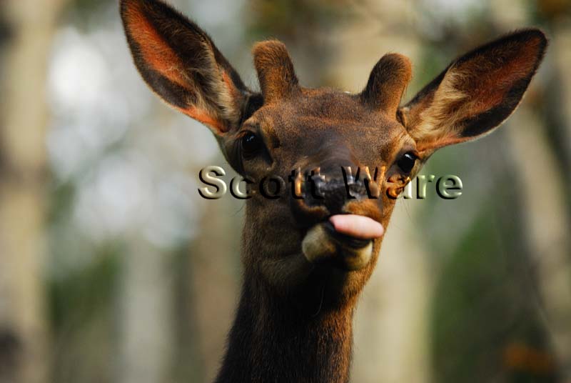 Elk