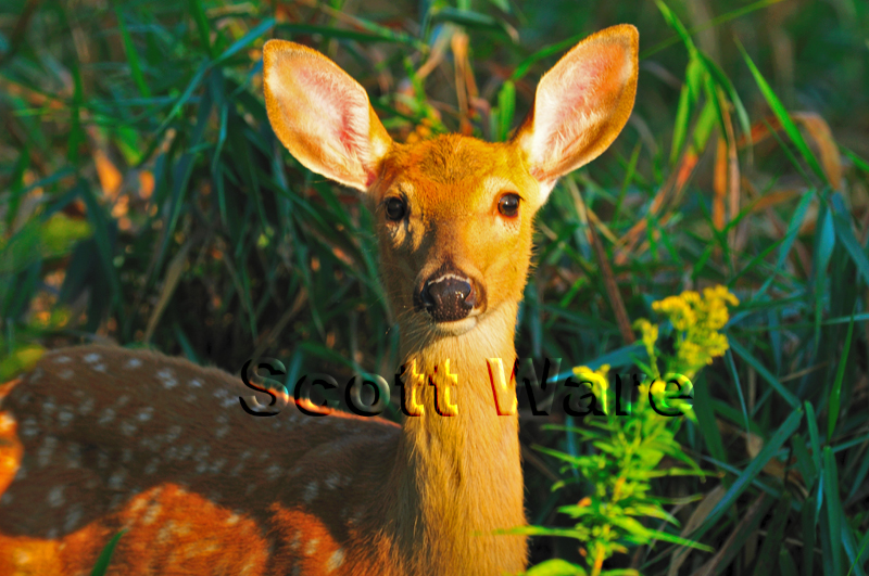 Fawn