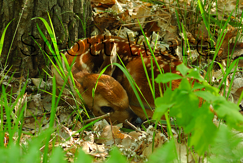 Fawn