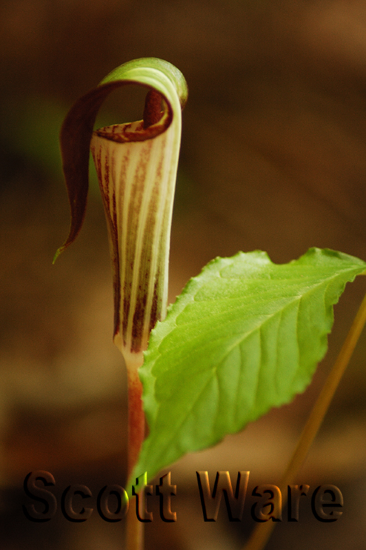 Jack in the Pulpit