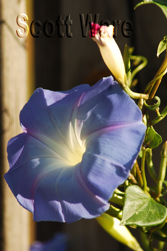 Morning Glories