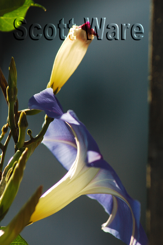 Morning Glories