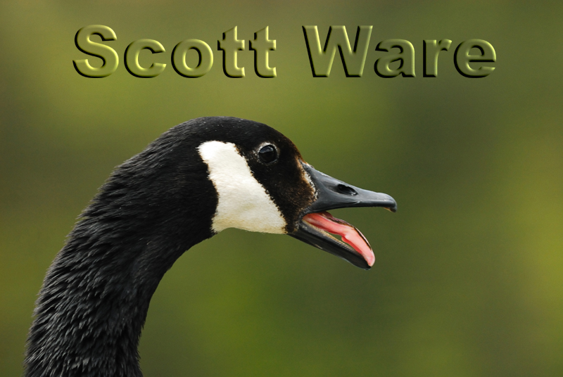 Canada Goose