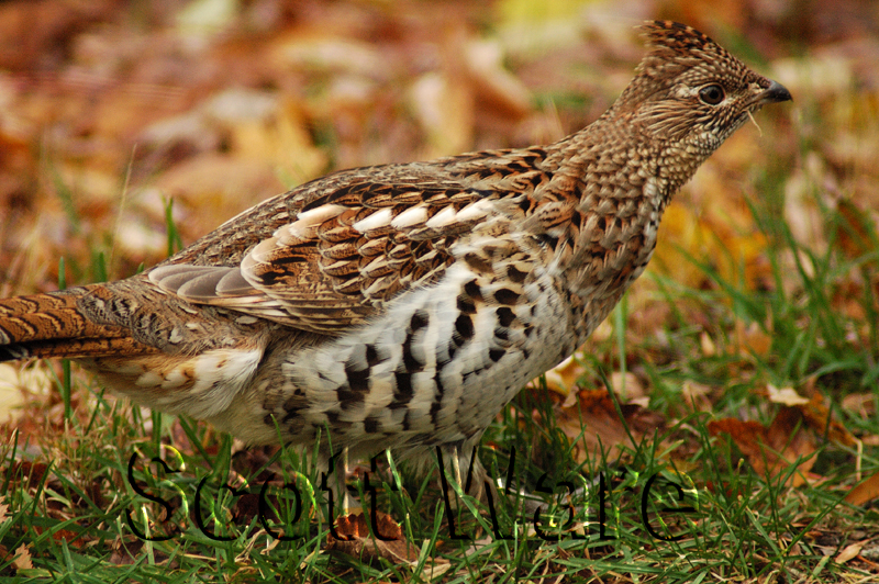 Ruffed Grouse