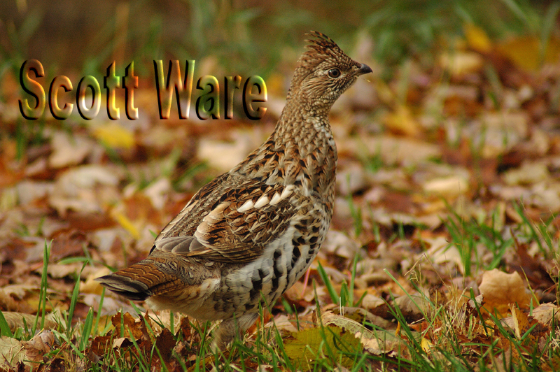 Ruffed Grouse