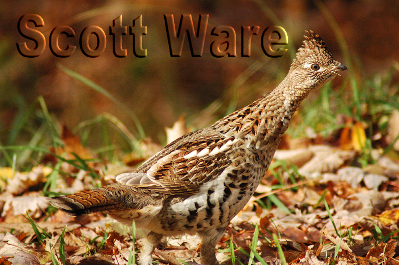 Ruffed Grouse