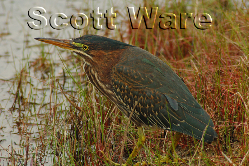 Green Heron