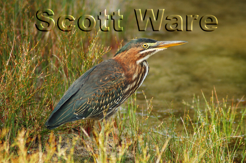 Green Heron