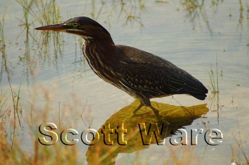 Green Heron