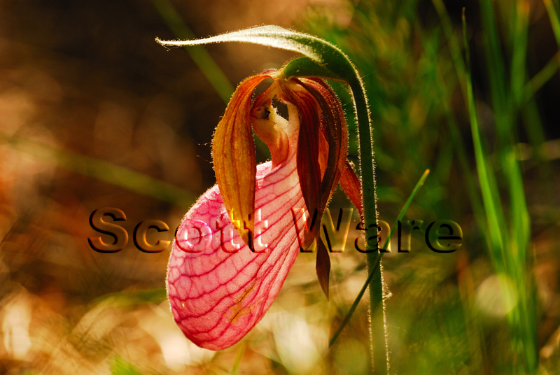 Lady Slipper