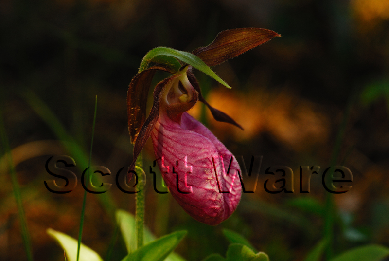Lady Slipper