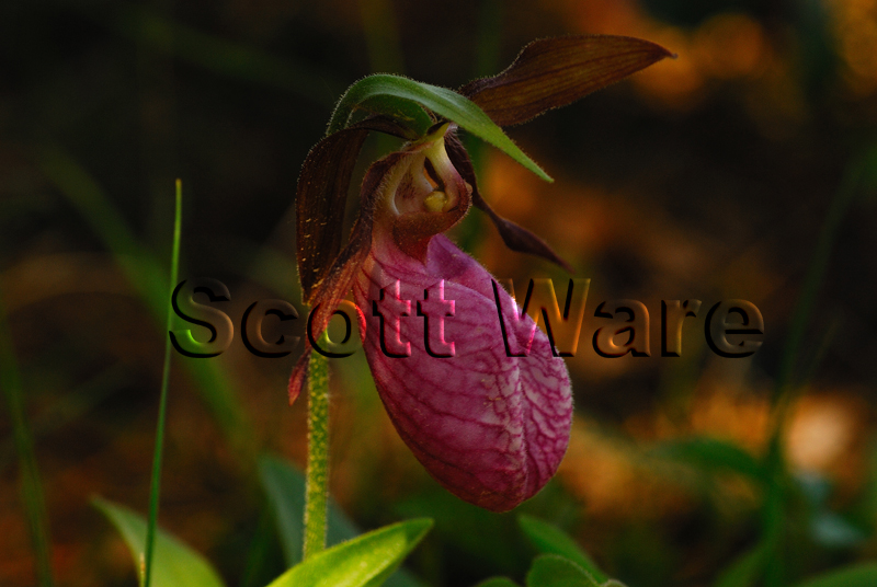 Lady Slipper