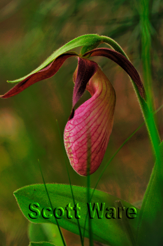 Lady Slipper
