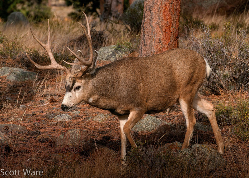 Mule Deer