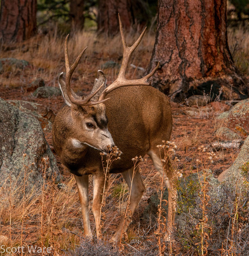 Mule Deer
