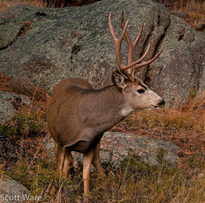 Mule Deer