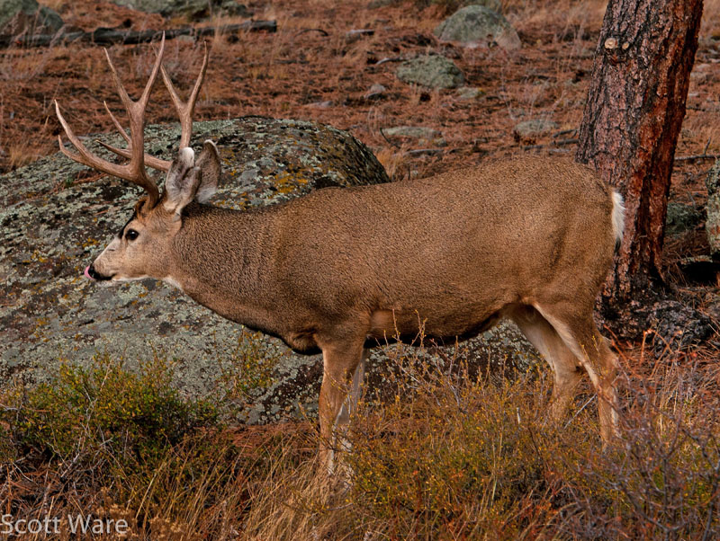 Mule Deer