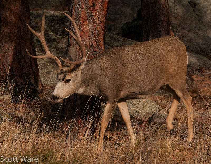 Mule Deer
