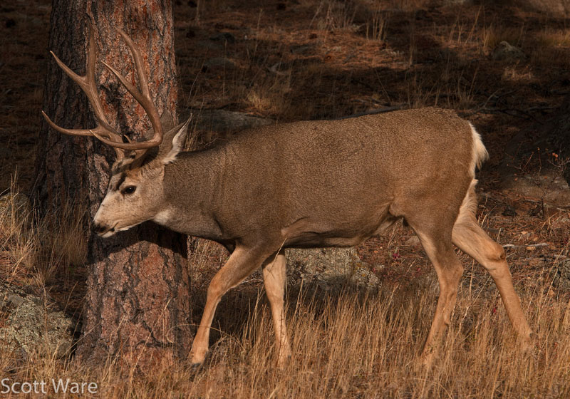 Mule Deer