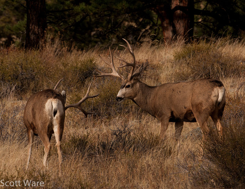 Mule Deer