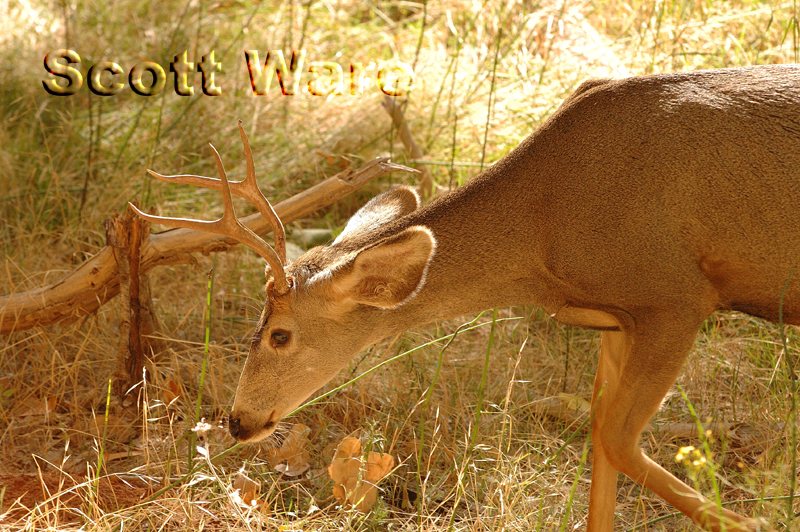 Mule Deer
