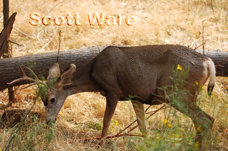 Mule Deer