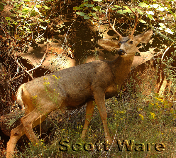 Mule Deer