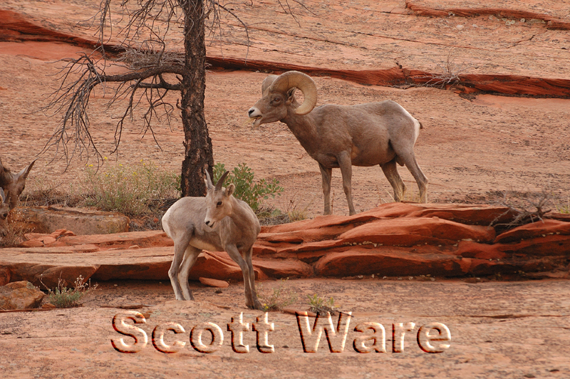Bighorn Sheep