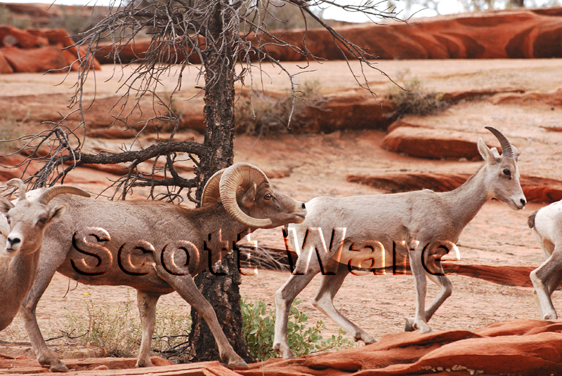 Bighorn Sheep