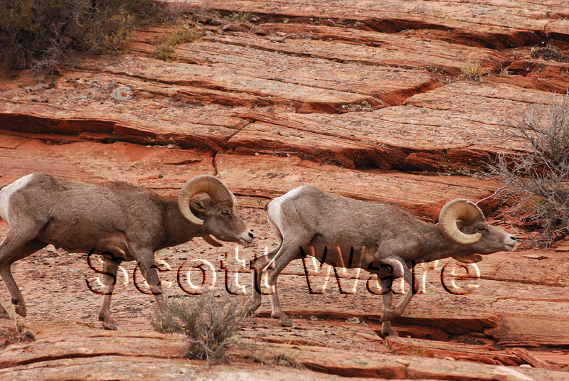 Bighorn Sheep