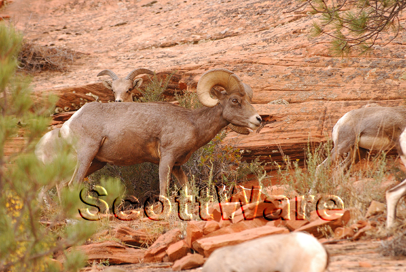 Bighorn Sheep