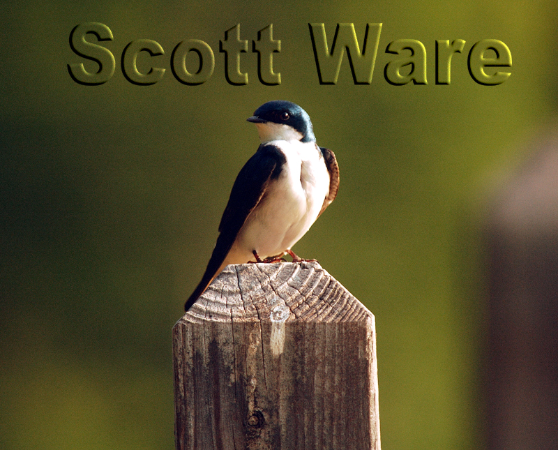 Tree Swallow