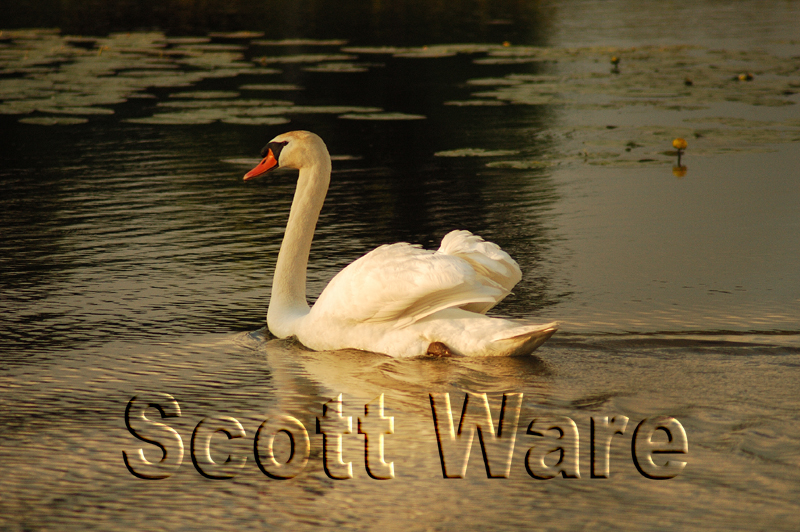 Mute Swan