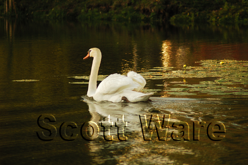 Mute Swan