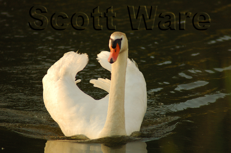 Mute Swan