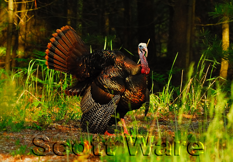 Tom Turkey