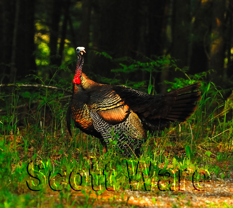Turkey