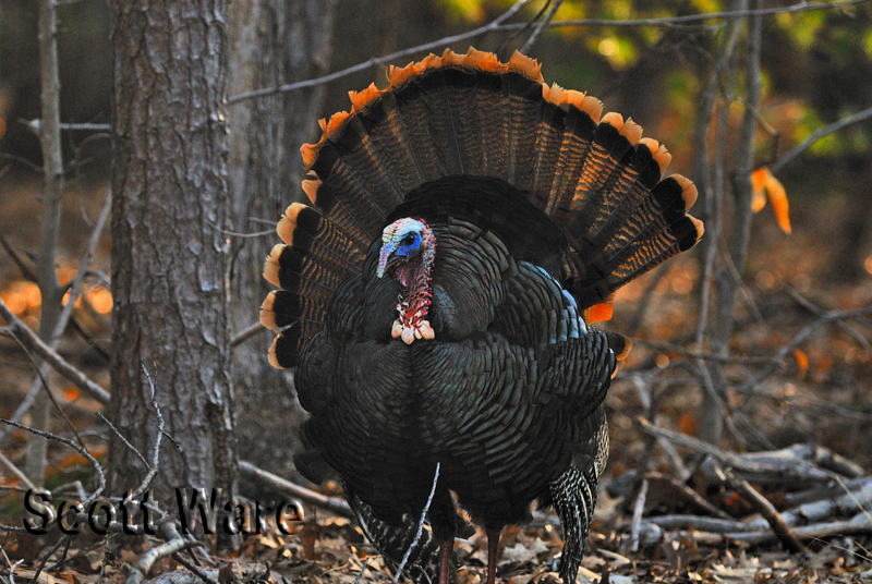 Tom Turkey