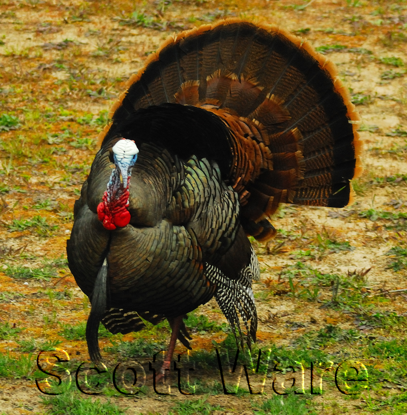 Strutting Tom