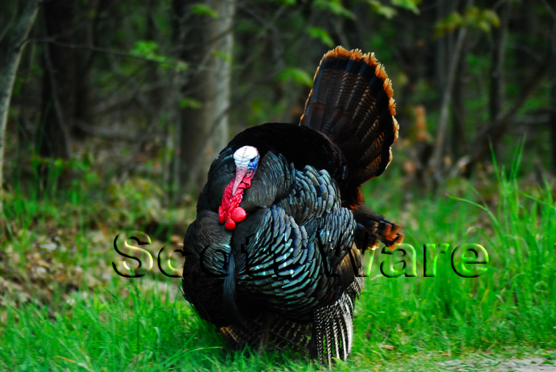 Turkeys