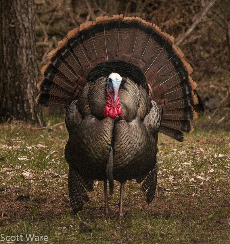 Strutting Turkey