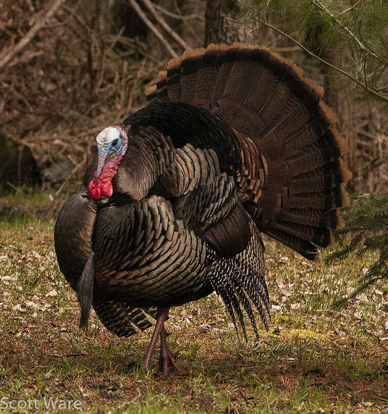 Strutting Turkey