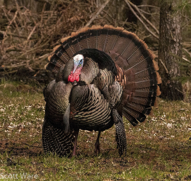 Tom Turkey